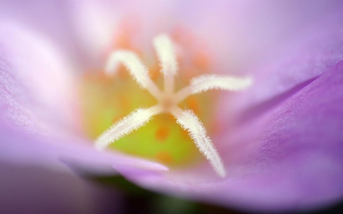 Flower Petals​主题壁纸