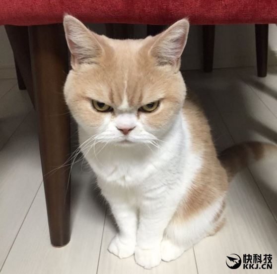 Windows 10突曝诡异Bug：系统彻底被废！